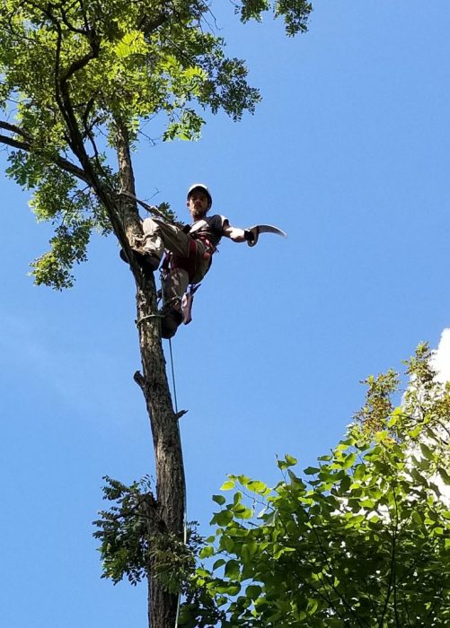 Hanging out in a Locust Tree 